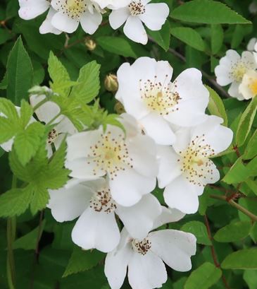 ��ǰ�̹���